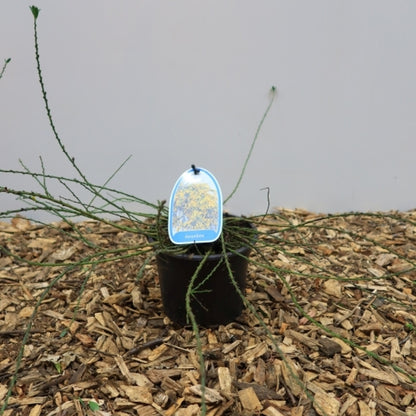 Cytisus decumbens