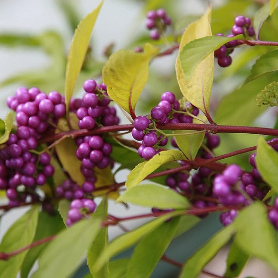Callicarpa bodinieri 'Profusion'