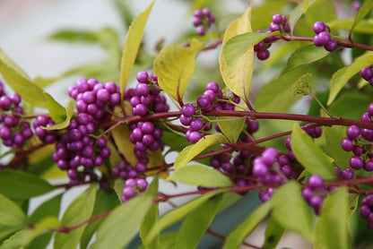 Callicarpa bodinieri 'Profusion'