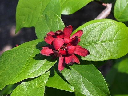 Calycanthus floridus