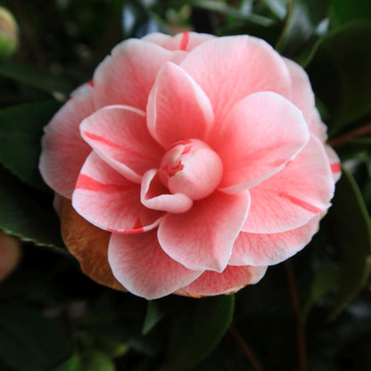 Camellia japonica 'Bonomiana'