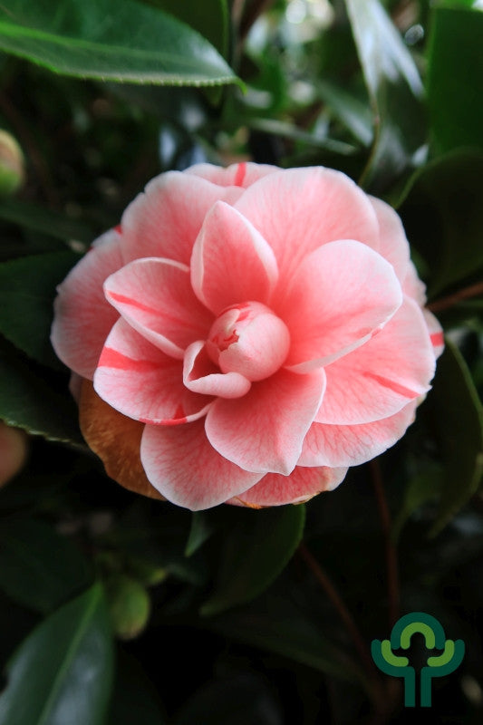 Camellia japonica 'Bonomiana'