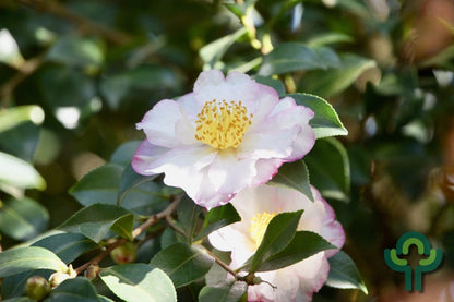 Camellia sasanqua in soorten / kleuren
