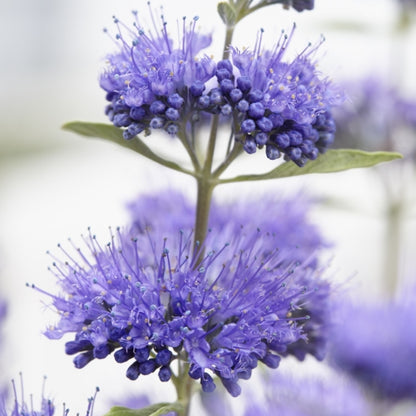 Caryopteris clandonensis 'Blue Empire'