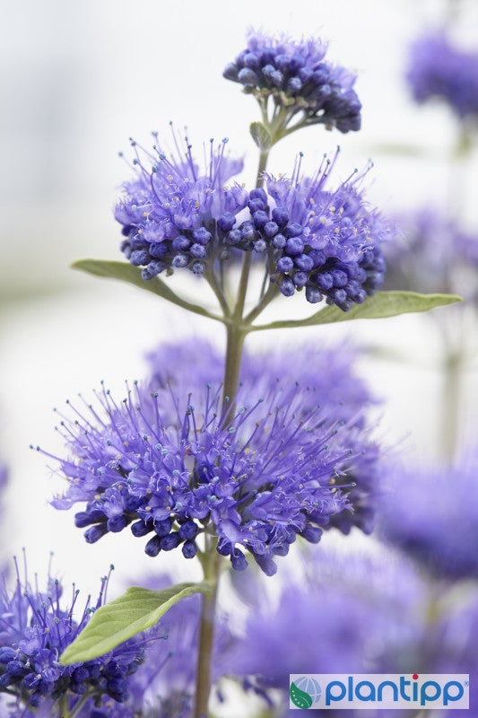 Caryopteris clandonensis 'Blue Empire'