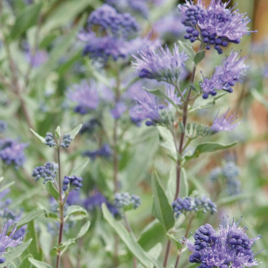 Caryopteris clandonensis 'Kew Blue'