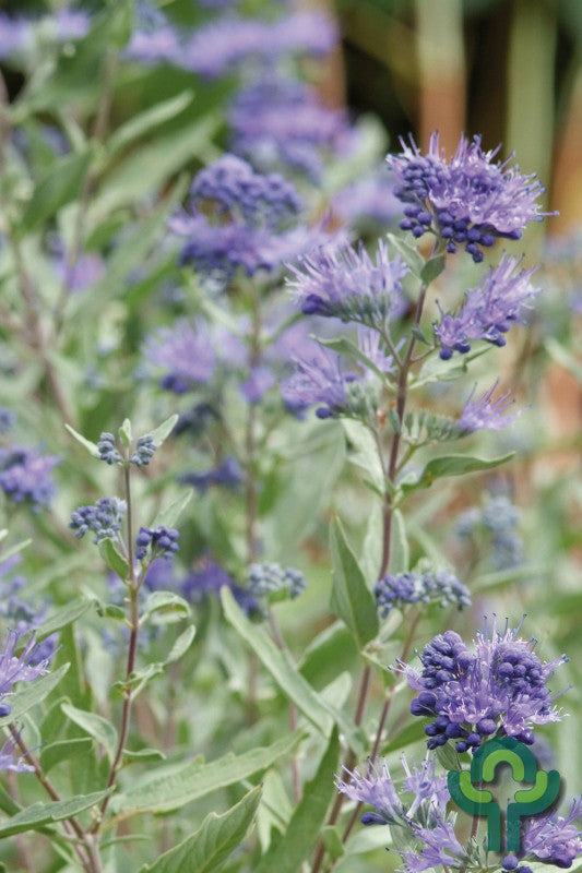 Caryopteris clandonensis 'Kew Blue'