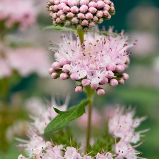 Caryopteris clandonensis Stephi