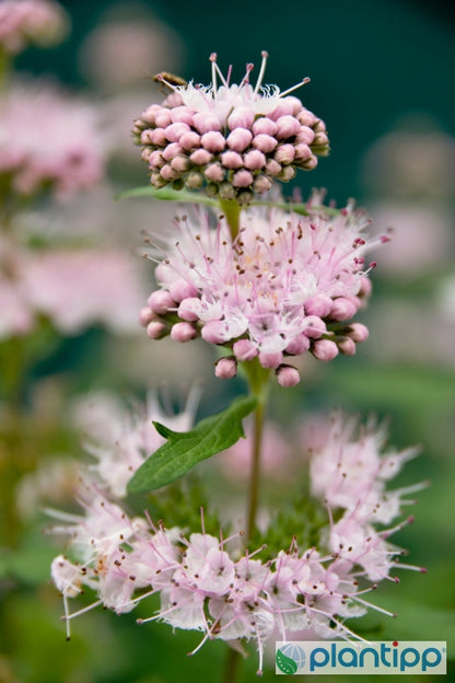 Caryopteris clandonensis Stephi