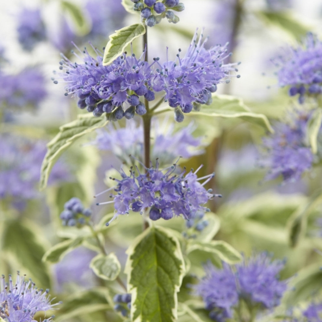 Caryopteris clandonensis 'White Surprise' ®