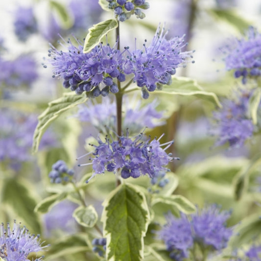 Caryopteris clandonensis 'White Surprise' ®