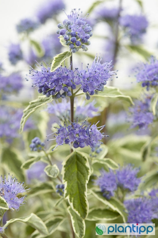Caryopteris clandonensis 'White Surprise' ®