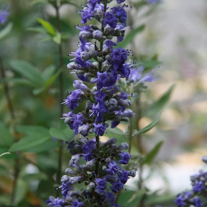Caryopteris clandonensis 'Dark Knight'
