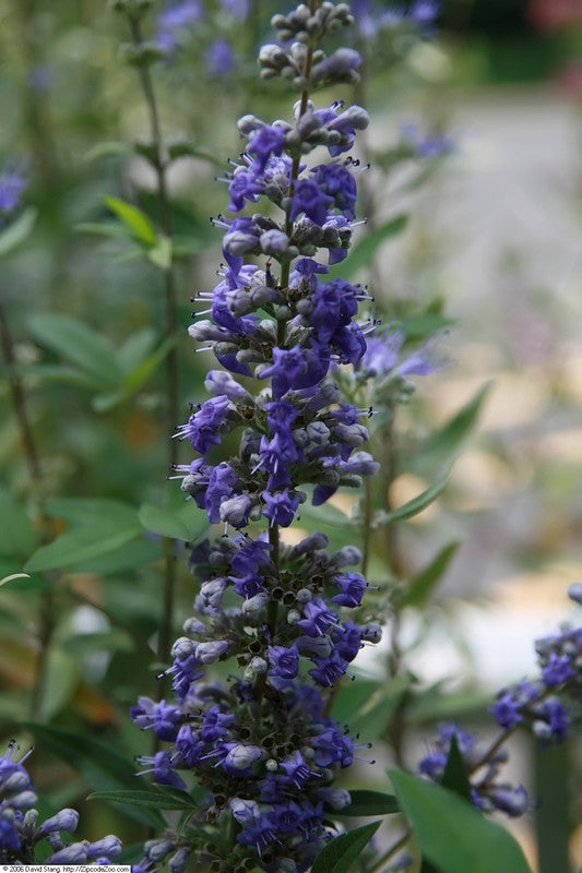 Caryopteris clandonensis 'Dark Knight'