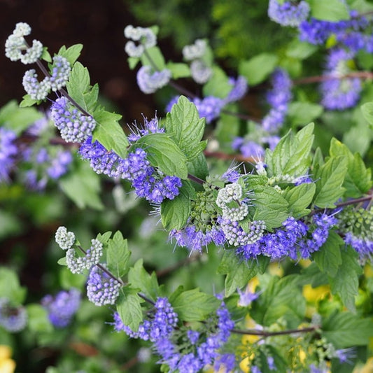 Caryopteris clandonensis 'Heavenly Blue'