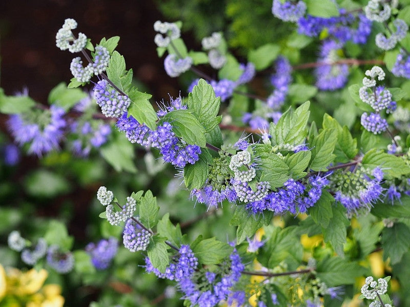 Caryopteris clandonensis 'Heavenly Blue'