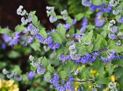 Caryopteris clandonensis 'Heavenly Blue'