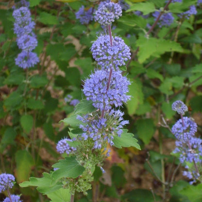 Caryopteris incana