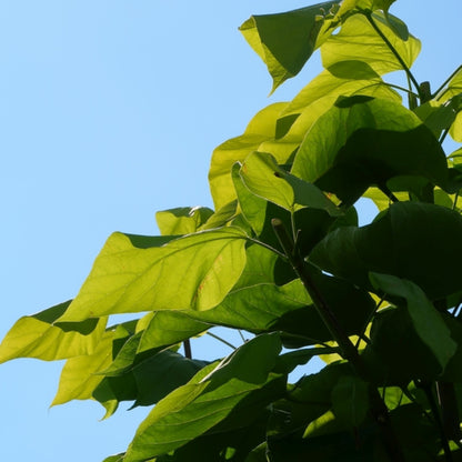 Catalpa bignonioides 'Aurea'