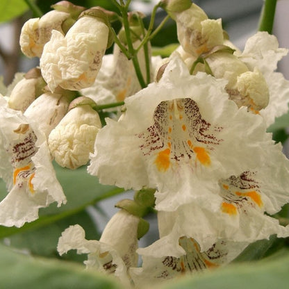 Catalpa bignonioides 'Aurea'