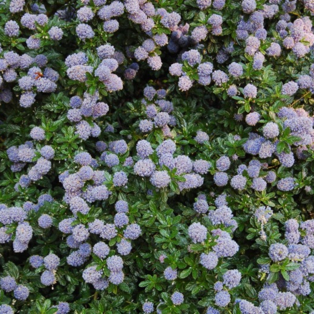 Ceanothus 'Blue Mound'