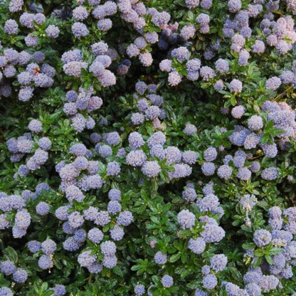 Ceanothus 'Blue Mound'
