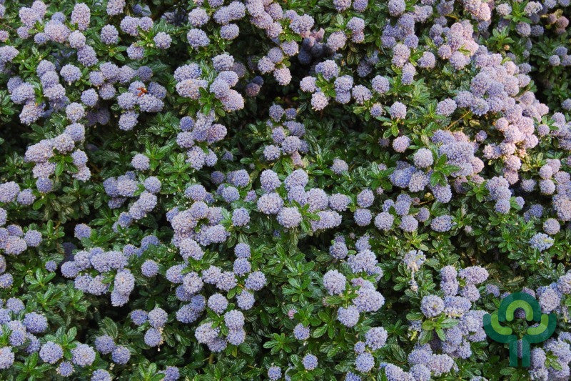 Ceanothus 'Blue Mound'