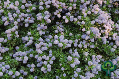 Ceanothus 'Blue Mound'