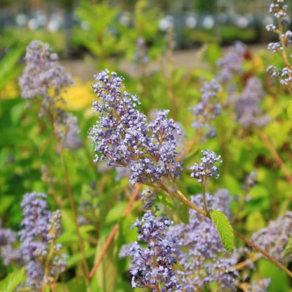 Ceanothus delilianus 'Gloire de Versailles'