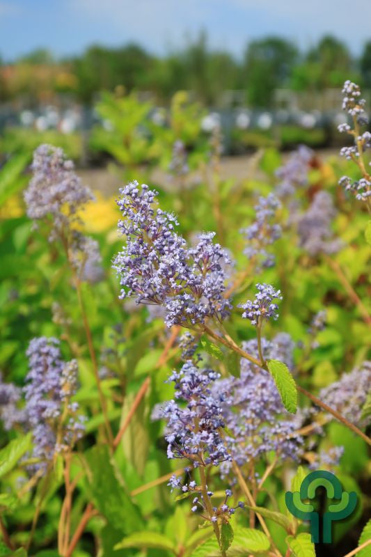 Ceanothus delilianus 'Gloire de Versailles'