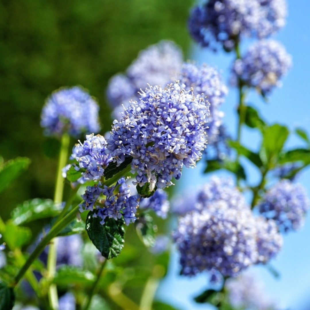 Ceanothus impressus 'Victoria'