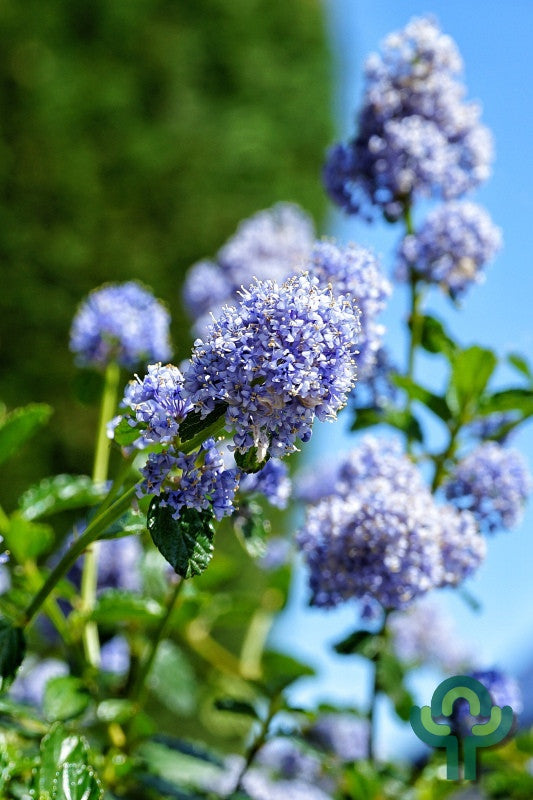 Ceanothus impressus 'Victoria'