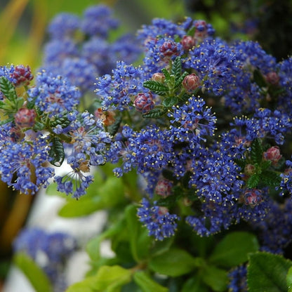 Ceanothus 'Puget Blue'