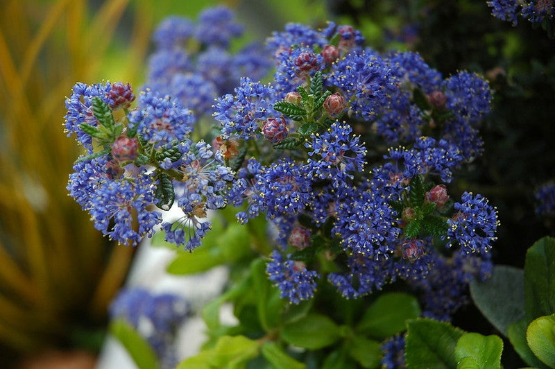 Ceanothus 'Puget Blue'