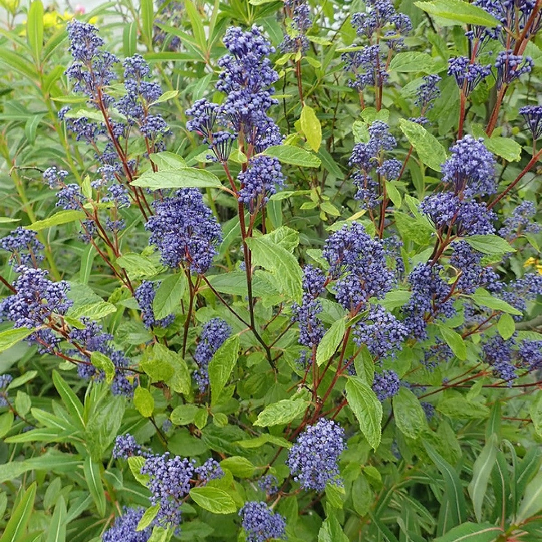 Ceanothus delilianus 'Henri Défossé'