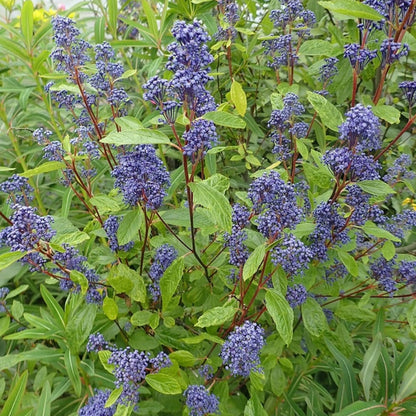 Ceanothus delilianus 'Henri Défossé'