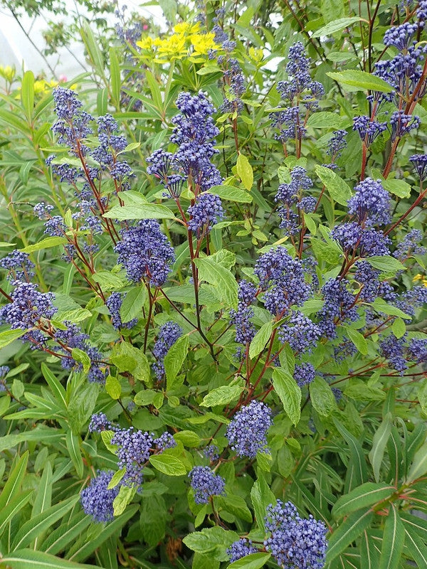 Ceanothus delilianus 'Henri Défossé'