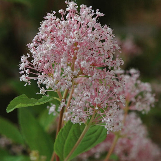 Ceanothus pallidus 'Marie Simon'