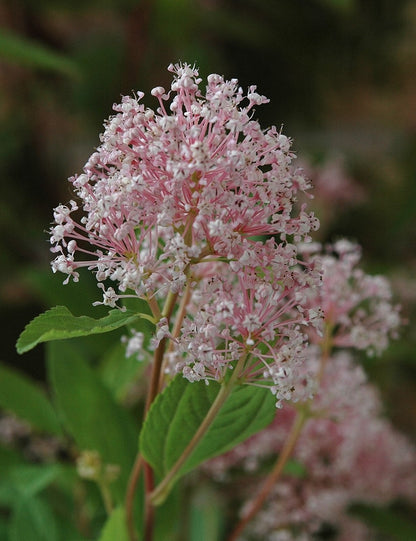 Ceanothus pallidus 'Marie Simon'
