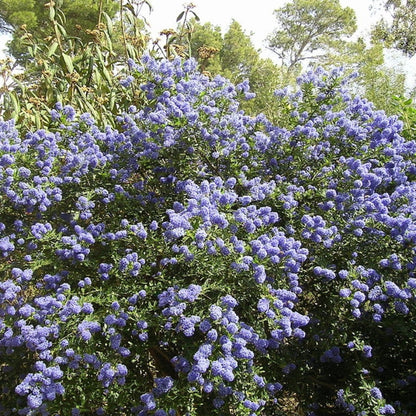 Ceanothus thyrsiflorus repens