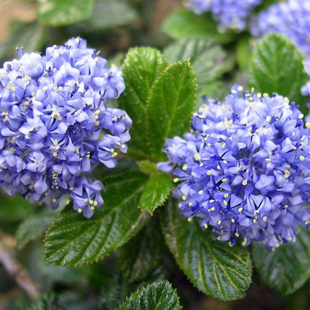 Ceanothus thyrsiflorus repens