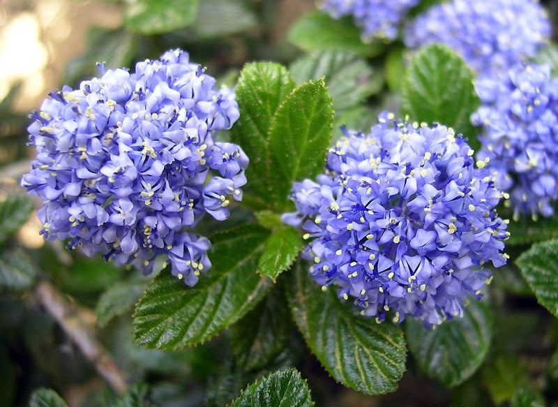Ceanothus thyrsiflorus repens