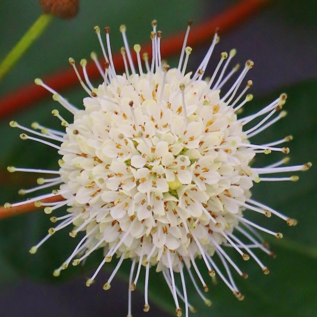 Cephalanthus occidentalis 'Magical Moonlight'