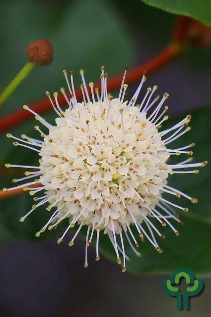 Cephalanthus occidentalis 'Magical Moonlight'