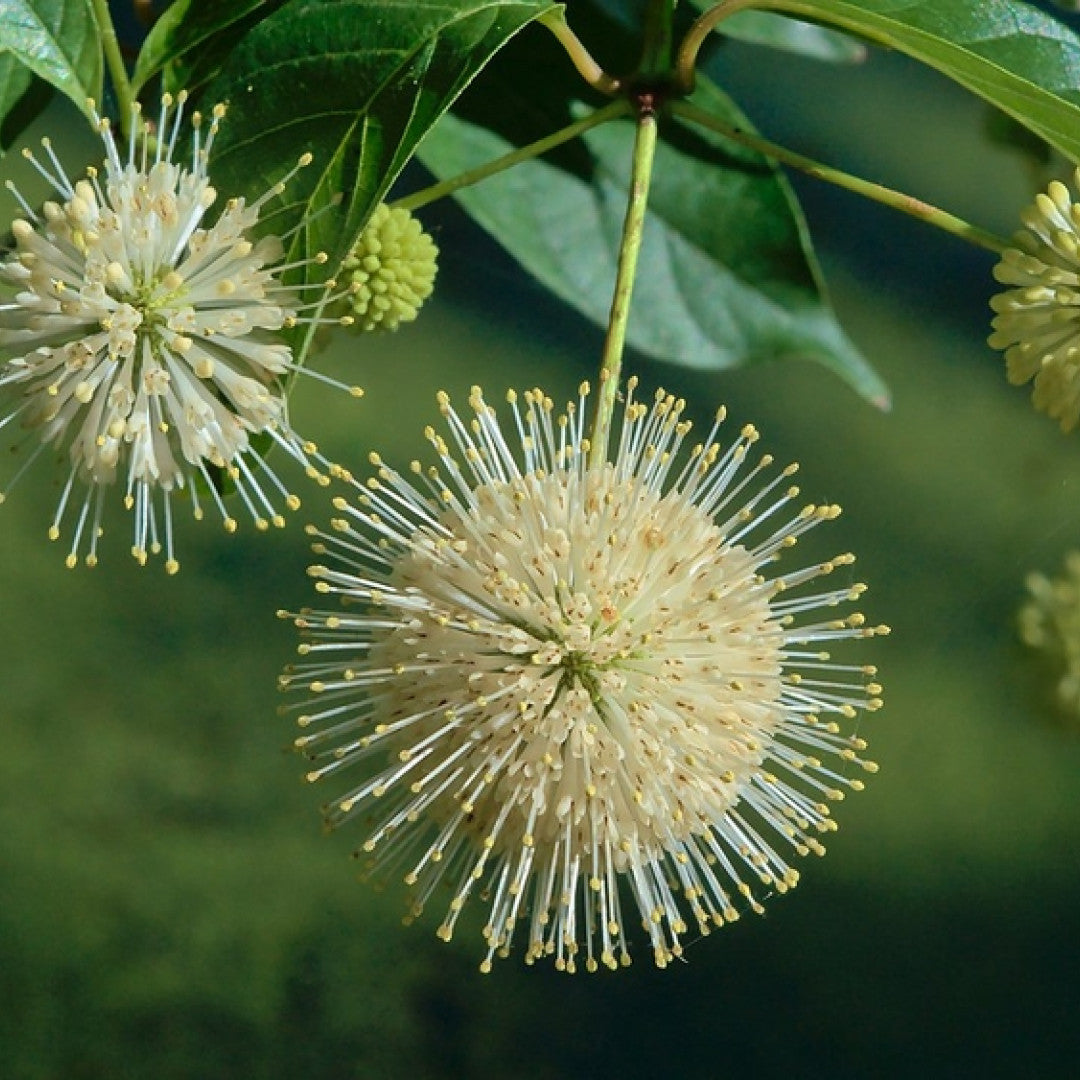 Cephalanthus occidentalis