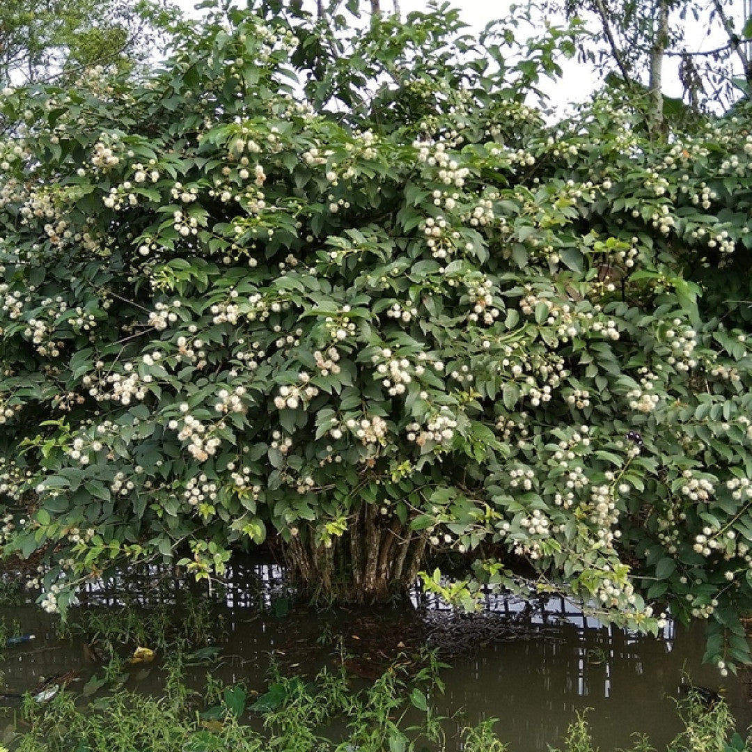 Cephalanthus occidentalis