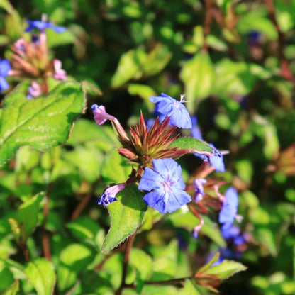 Ceratostigma willmottianum