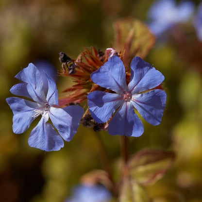 Ceratostigma willmottianum