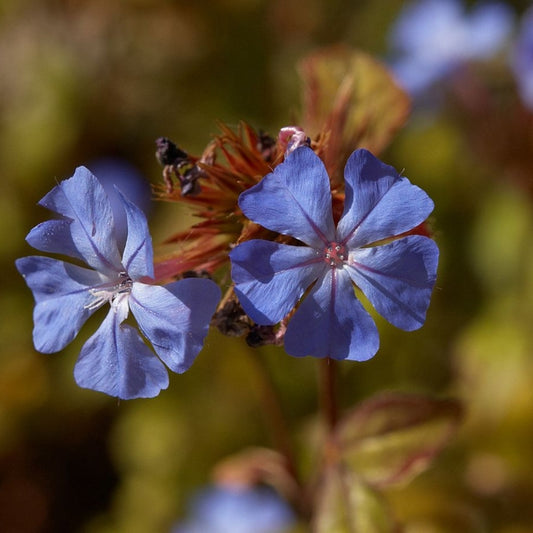 Ceratostigma willmottianum