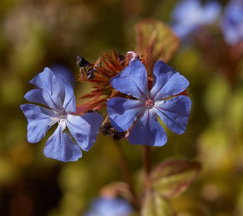 Ceratostigma willmottianum